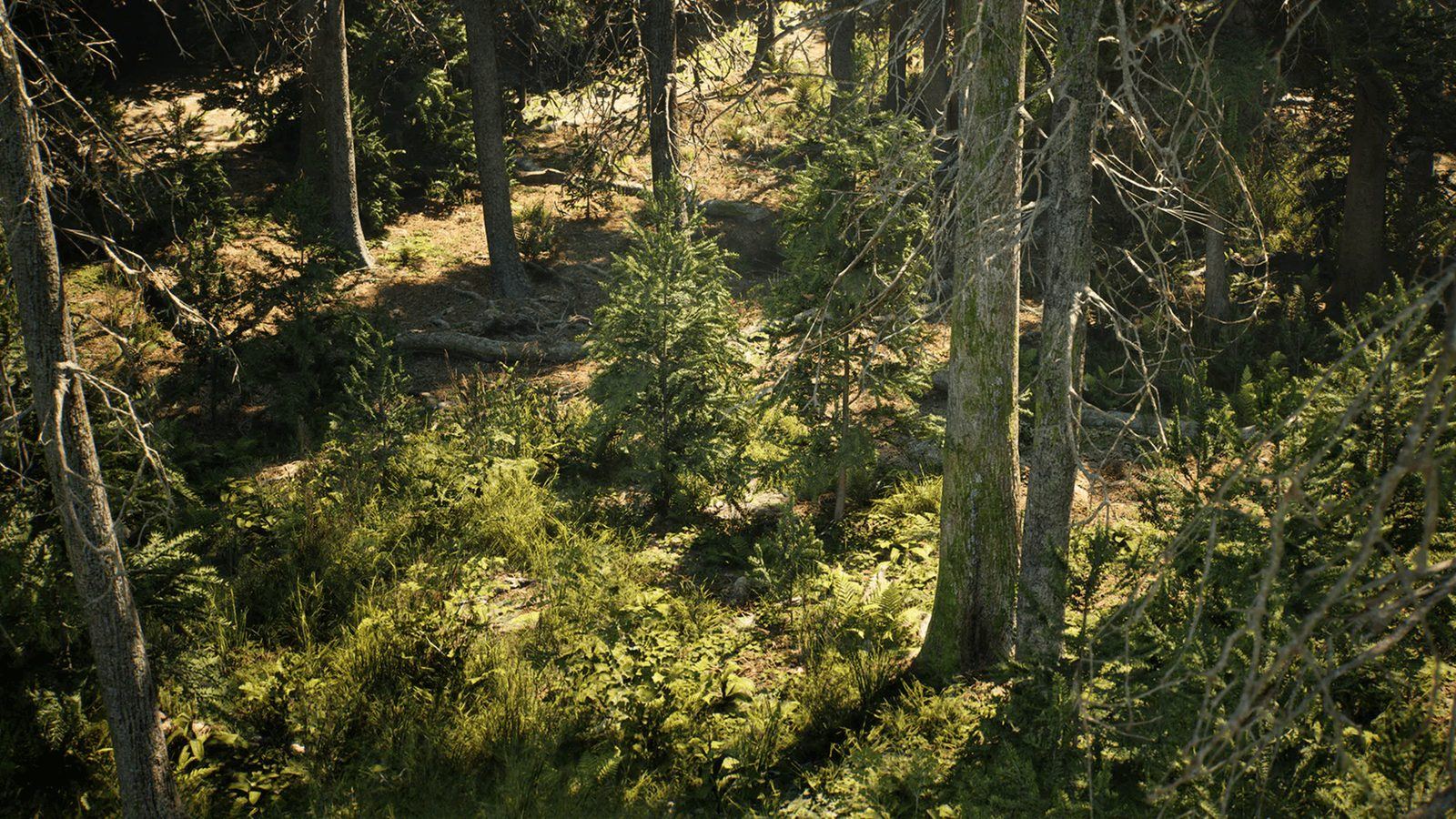 Conifer Trees Forest Biome virtual production standing set — angle 5 on the L.A. & ABQ Castle Studios stage