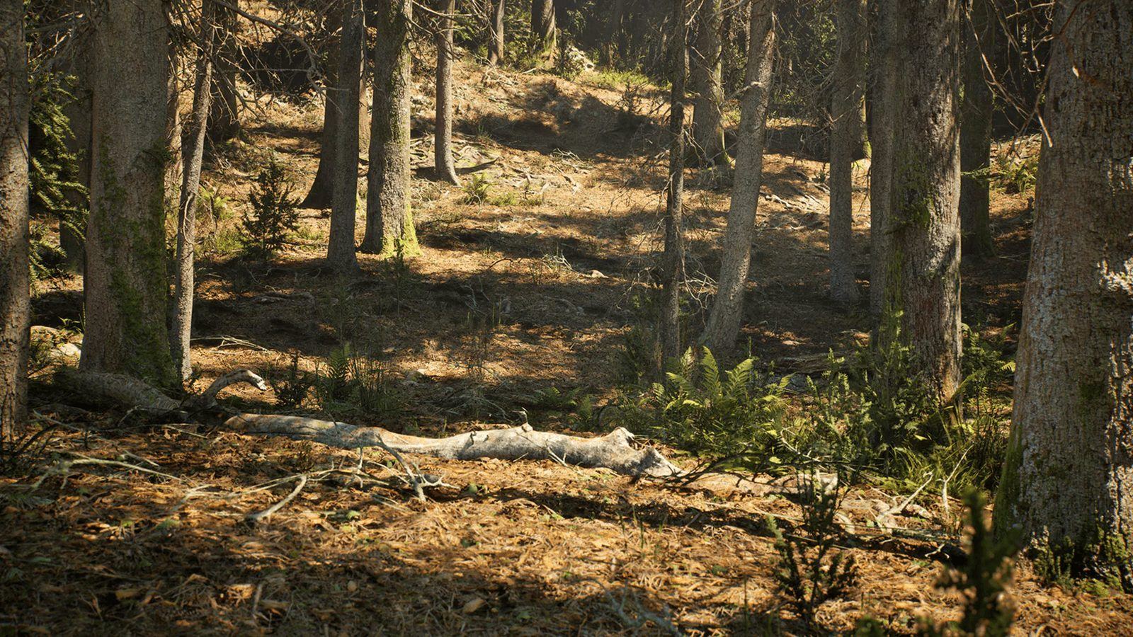 Conifer Trees Forest Biome virtual production standing set — angle 6 on the L.A. & ABQ Castle Studios stage