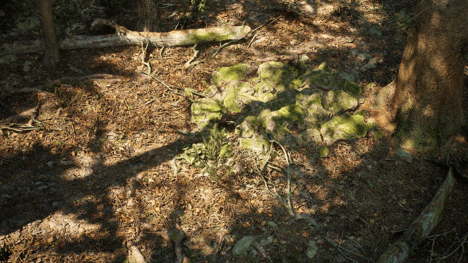 Conifer Trees Forest Biome virtual production standing set — angle 9 on the L.A. & ABQ Castle Studios stage